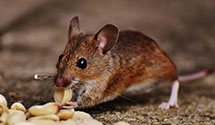 24 Hour & Emergency Exterminators in Northeast, IN
